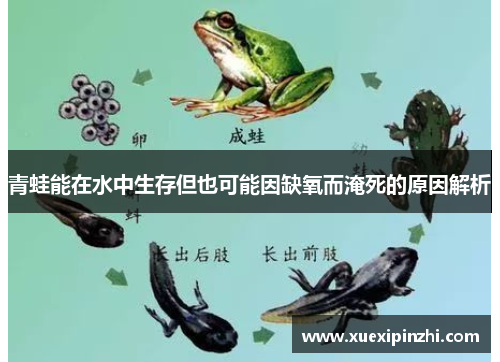 青蛙能在水中生存但也可能因缺氧而淹死的原因解析